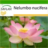 SAFLAX - Indický lotosový květ - Nelumbo nucifera   - 8 Náhled obrázku produktu 10