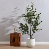 Toraf 10Pcs Eukalyptus Richtige Samen Immergrüner Baum Produktbild-Vorschau 3