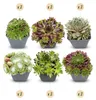 12x - Sempervivum Big Sam - Ø7cm - ↕10-12cm Voir les images du produit 1