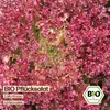 Samenliebe  Salat Samen | Lollo Rossa - rot & stark Produktbild-Vorschau 4