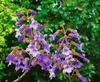 Paulownia tomentosa, Blauglockenbaum, 80–100 cm Produktbild-Vorschau 6