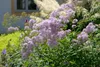 Thalictrum aquilegifolium, Akeleiblättrige Wiesenraute, ca. Produktbild-Vorschau 6