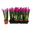 A group of potted Sansevieria Cylindrica plants with fuchsia-colored tips, arranged in a black plastic tray. Anteprima dell’immagine prodotto