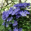 2 x  Waldrebe  - Clematis 'Hf Young'  | 50-60 cm in Produktbild-Vorschau 2
