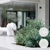 2x Eucalyptus gunnii - Gummibaum - Strauch - Immergrün - Produktbild-Vorschau 2