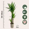 Jukka - Yucca elephantipes - Wys. 130-140cm - ⌀24cm Podgląd zdjęcia produktu 2