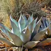 Exotické semená - balenie 5 ks - Mrazuvzdorná - Agave Náhľad obrázku produktu 3