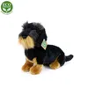 Peluche Bassotto a Pelo Duro 30 Cm Ecologico Anteprima dell’immagine prodotto 2