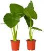 Alokasie - 2 Stk - Alocasia 'Odora' - Höhe 55-75cm - ⌀17cm Produktbild-Vorschau 1