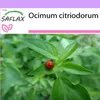 SAFLAX - Limetková bazalka - Ocimum citriodorum - 200 Náhled obrázku produktu 5