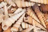 A close-up, overhead view of a pile of various sizes and colors of Turritella terebra seashells. Produktbild-Vorschau
