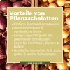 Kiepenkerl  Schalotten Biztro Allium cepa 10 Pflanzen Produktbild-Vorschau 6