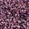 Stauden Gänge 1 x Acaena inermis 'Purpurea' - Purpur Produktbild-Vorschau 5