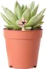 Kolibri Greens | Grünpflanze - Sukkulente Echeveria Miranda Produktbild-Vorschau 3