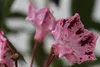 Lorbeerrose - Berglorbeer Moyland - Kalmia latifolia Produktbild-Vorschau 4