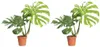 Bloomique - Lot de 2 - Monstera Deliciosa Thai Voir les images du produit 1