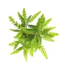 Fiederspaltiger Wasserfreund Hygrophila pinnatifida Produktbild-Vorschau 5