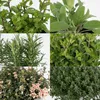 Assortiment d'herbes aromatiques pour le jardin, 4 plantes, Voir les images du produit 3