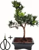 Podocarpus bonsai P15 S z nożyczkami do bonsai Podgląd zdjęcia produktu 1