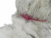 Close-up of a dog's neck with a collar. Náhľad obrázku produktu
