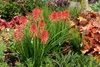 Stauden Gänge 1 x Kniphofia ‘Redhot Popsicle’ - Fackellilie Produktbild-Vorschau 5