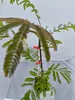 Albizia julibissin – Perzische zijdenboom, hoogte 60-80 cm, Productafbeelding-voorbeeld 6