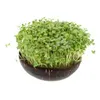 Grow-Grow Nut Starterpaket |  Microgreen Anzuchtsets von Produktbild-Vorschau 15