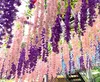EDIBAZZAR | 12 pezzi Glicine per ghirlanda fiori pendenti Anteprima dell’immagine prodotto 13
