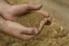 Tourteau de colza 25 kg sans OGM – 34 à 38 % de protéines Voir les images du produit 4