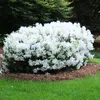 Japanische Azalee ´ENCORE®PURE WHITE´ 20-30 cm, Cont. 3 l Produktbild-Vorschau 4