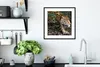 MuchoWow® Gerahmtes Poster Schleichender Jaguar im Wald Produktbild-Vorschau 4