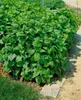 Melissa officinalis, Zitronenmelisse, aromatisch, ca. 11x11 Produktbild-Vorschau 14
