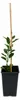 Yuzu Zitrone ca. 40 cm Citrus junos winterharte Japanische Produktbild-Vorschau 4