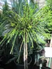 Thuja plicata Whipcord - Faden-Lebensbaum - Veredelung auf Produktbild-Vorschau 1