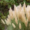 Bloomique - Zestaw 6 sztuk - Cortaderia selloana White Podgląd zdjęcia produktu 3