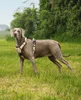 lionto Anti-Zug Hundegeschirr, verstellbares Y-Geschirr mit Produktbild-Vorschau 3