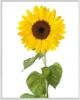 Wallario Wandbild Sonnenblume, Größe: 40,30 x 50,30 cm, Produktbild-Vorschau 1