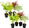 A collection of potted Japanese maple saplings with varying leaf colors. Produktbild-Vorschau
