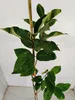 Diospyros kaki 'Fau Fau', Sharonfrucht, 2 Liter Topf, 90cm Produktbild-Vorschau 3