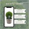 Plants by Frank | Echte Stechpalme Kugel im Holztopf | Ilex Produktbild-Vorschau 5