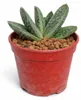 Kaktus-Kobra – Opuntia reticulata "Cobra" – ein Produktbild-Vorschau 4