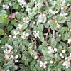 2 x  koberec mispel  - Cotoneaster procumbens 'Streib's Náhľad obrázku produktu 2