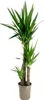 Jukka - Yucca elephantipes - Wys. 130-140cm - ⌀24cm Podgląd zdjęcia produktu 1