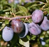 Hanita ® Pflaumenbaum - Halbstamm 160-180cm im 10 Liter Produktbild-Vorschau 3