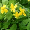 6 x Celidonia - Chelidonium majus | Vaso 9cm x 9cm Anteprima dell’immagine prodotto 2
