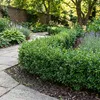 Bloomique - Zestaw 18 szt. - Ilex Crenata Jenny - Podgląd zdjęcia produktu 2