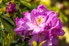Rhododendron Hybride Goldflimmer 40-50 cm, im Topf, Produktbild-Vorschau 8
