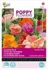 Buzzy Poppy Flowers Kalifornischer Mohn Thai Silk Samen - Produktbild-Vorschau 4