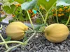 15 semienok špagety squash Zeleninové špagety squash Náhľad obrázku produktu 1