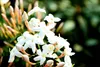 Jasminum polyanthum - Duft - Jasmin - Kletterpflanze - Produktbild-Vorschau 3